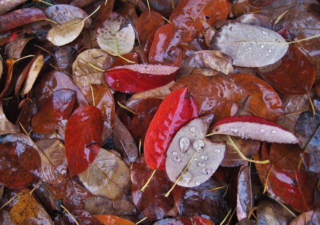 湿叶 秋叶 雨滴 - 上的免费照片