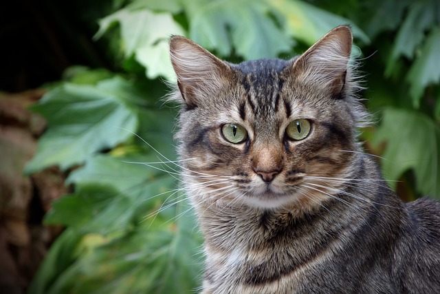 猫 猫科动物 猫的样子 - 上的免费照片