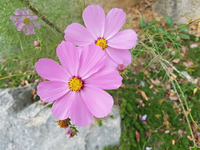 秋花 宇宙 花 - 上的免费照片