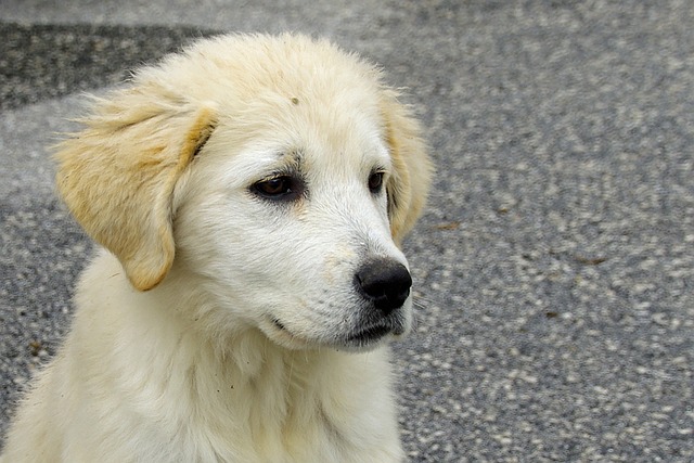 狗 马雷玛 牧羊犬 - 上的免费照片