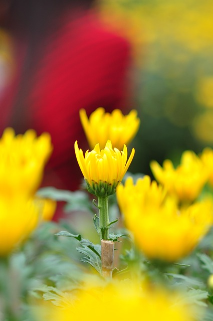 雏菊 花的 绿色 - 上的免费照片