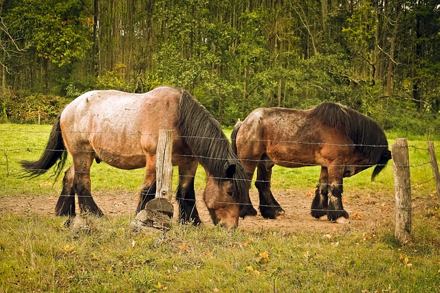 马匹 选秀马 农场动物 - 上的免费照片