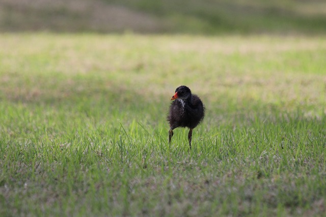 小鸡 常见的雷鸟 鸟 Gallinula - 上的免费照片