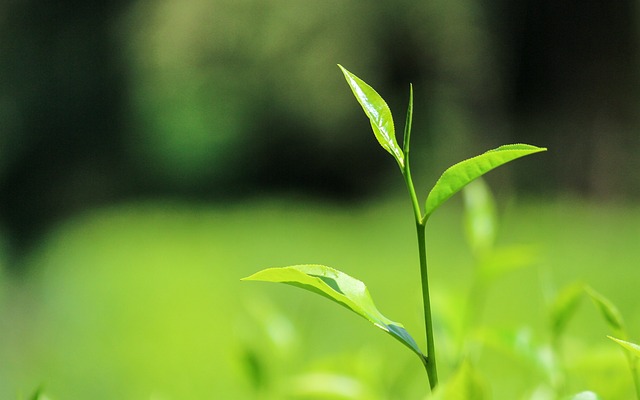 茶 锡兰茶 斯里兰卡 - 上的免费照片