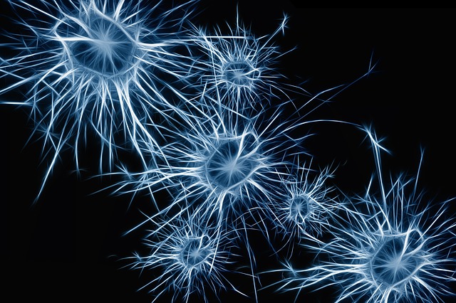 神经元 脑细胞 大脑结构 - 上的免费图片