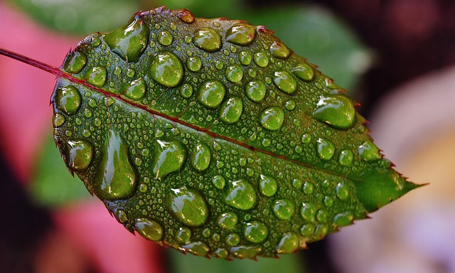 罗森布拉特 滴 雨滴 - 上的免费照片