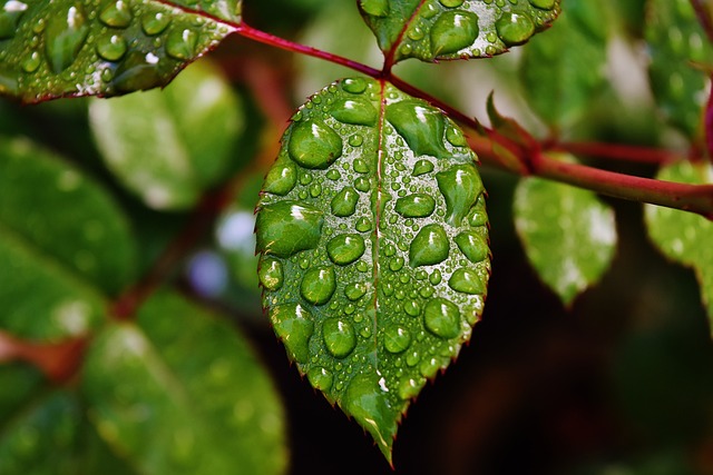 罗森布拉特 滴 雨滴 - 上的免费照片