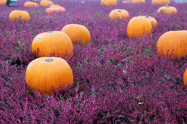 秋花 秋季装饰 落下 - 上的免费照片