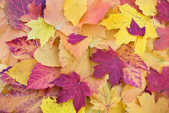 秋天的树叶 五颜六色的叶子 落叶 - 上的免费照片