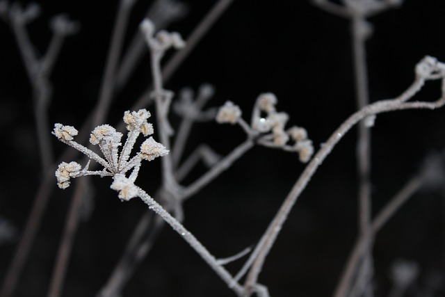 冬季 弗罗斯特 寒意 - 上的免费照片