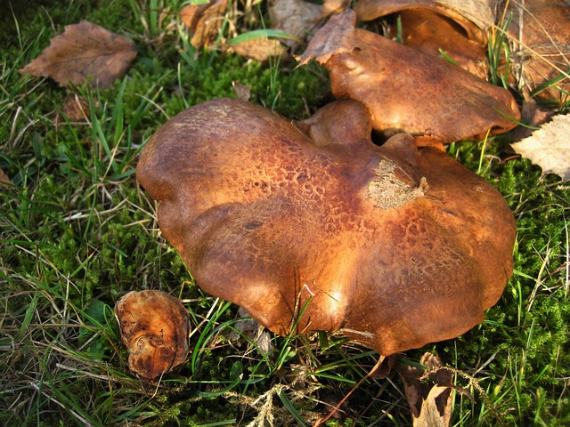 秃头 卷曲杆菌 蘑菇属 - 上的免费照片