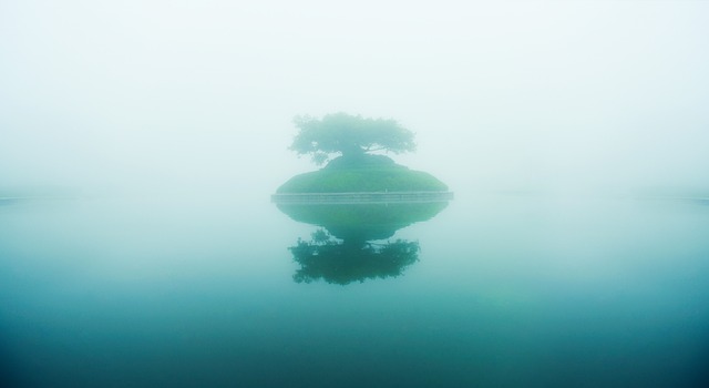 湖面 大雾 生命树 - 上的免费照片