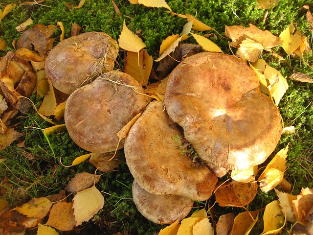 蘑菇家族 秃头克林普林 许多蘑菇 - 上的免费照片