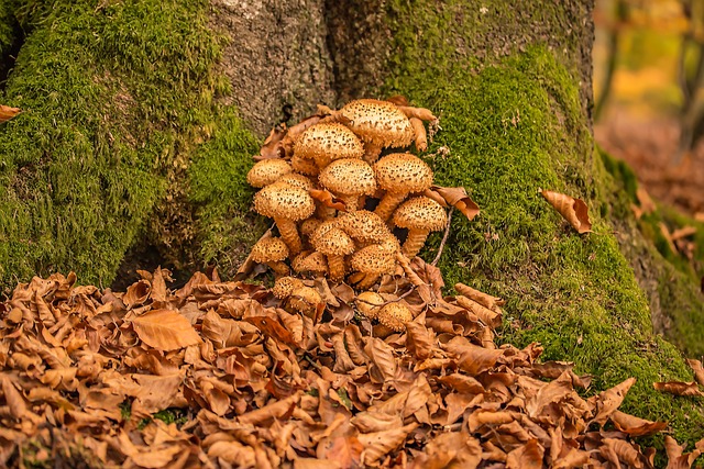 蘑菇 笨重的 Schüppling 紫菜 - 上的免费照片