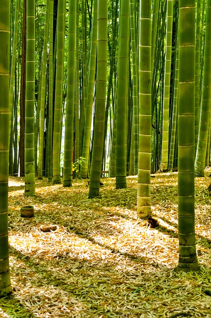 日本 竹林 竹 - 上的免费照片