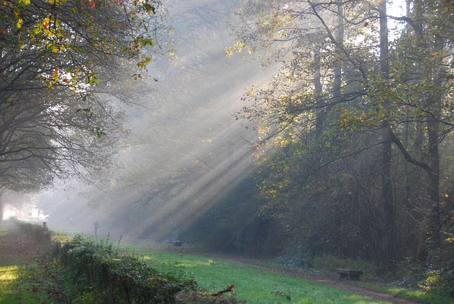 阳光的光线 光 树木 - 上的免费照片
