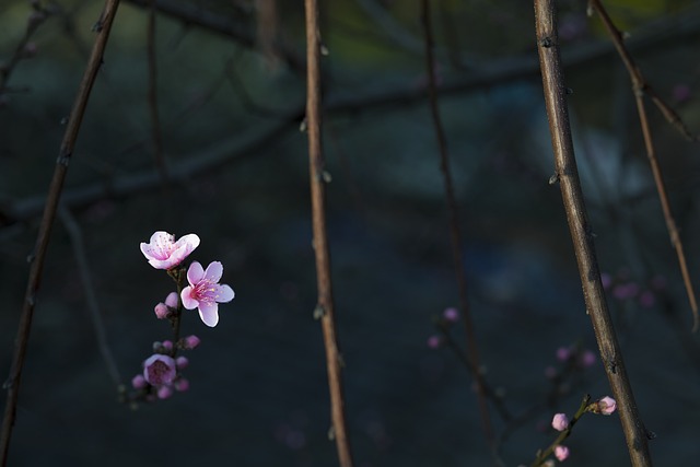 花 红 暗背景 - 上的免费照片