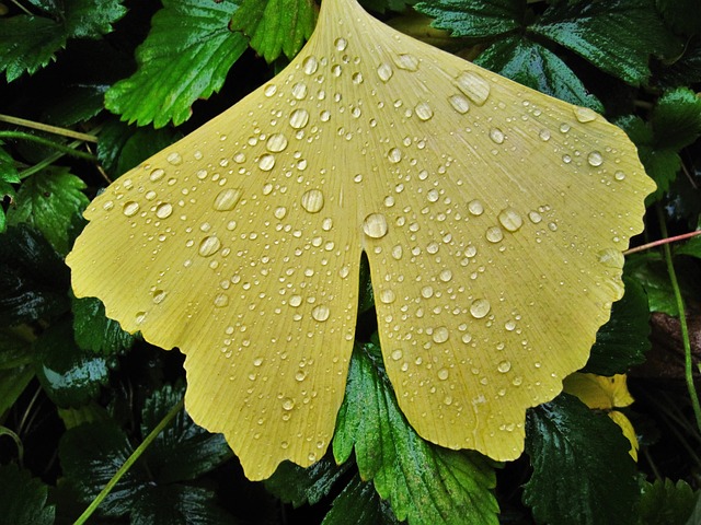 银杏叶 雨滴 扇形叶 - 上的免费照片