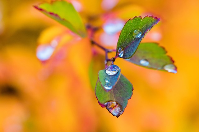 树叶 秋天 早午餐 - 上的免费照片