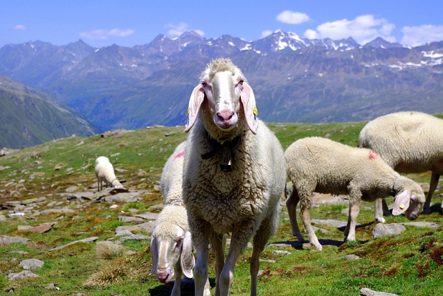 动物 羊 自然 - 上的免费照片
