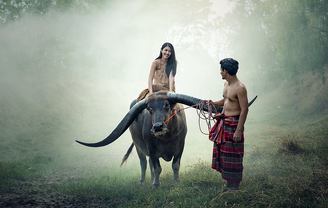 亚洲 水牛 柬埔寨 - 上的免费照片