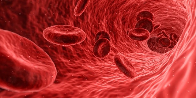 血 细胞 红色的 - 上的免费图片