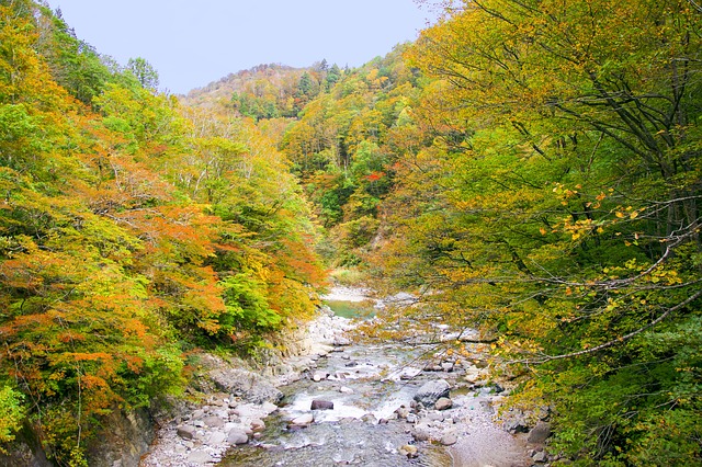 日本 秋季树叶 秋山乡 - 上的免费照片