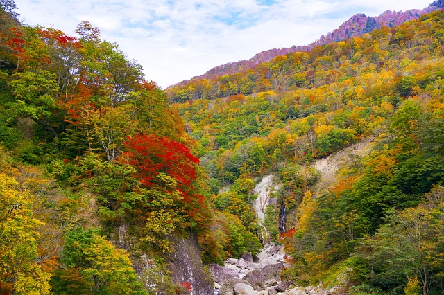 日本 秋季树叶 秋山乡 - 上的免费照片