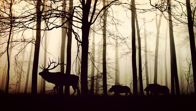 动物 森林 轮廓 - 上的免费照片