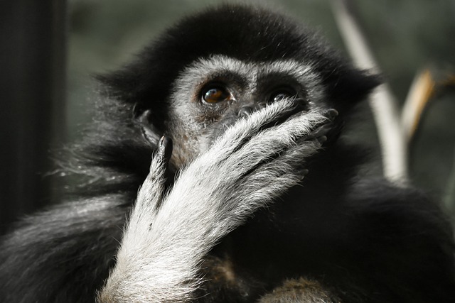 动物 猿 长臂猿 - 上的免费照片