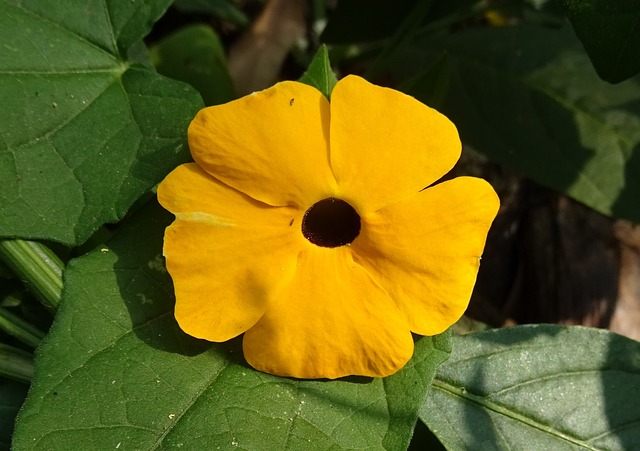 花 橙色的 Thunbergia 升韵 - 上的免费照片