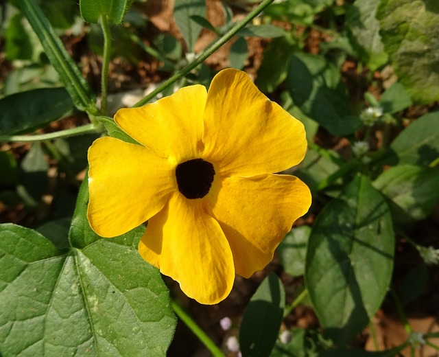 花 橙色的 Thunbergia 升韵 - 上的免费照片