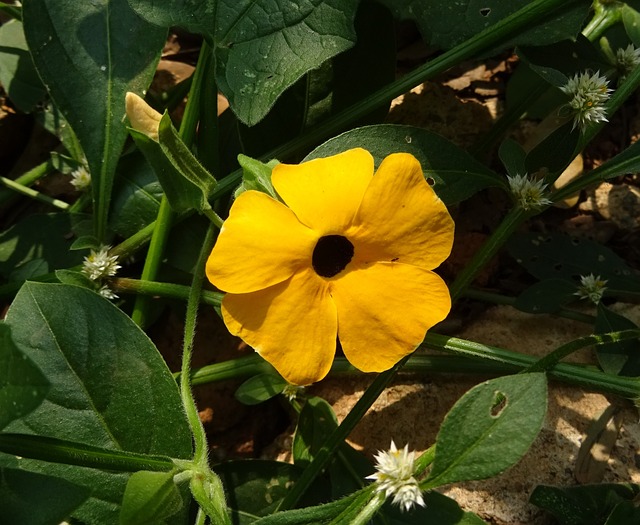 花 橙色的 Thunbergia 升韵 - 上的免费照片