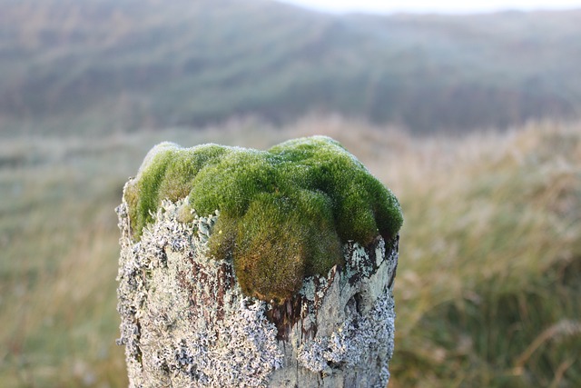 苔藓 地衣 门柱 - 上的免费照片