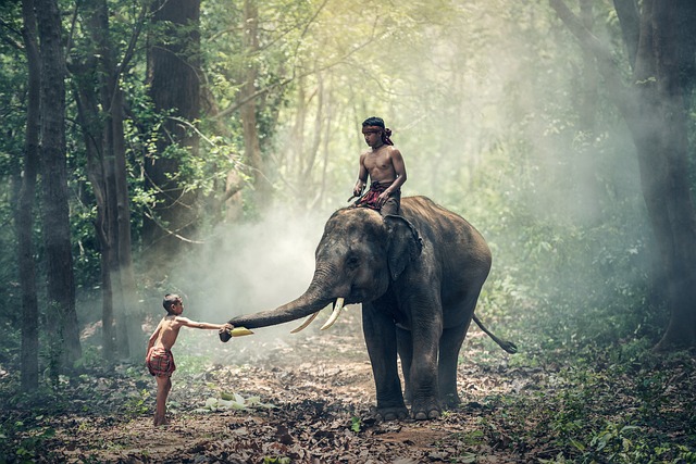 大象 骑术 孩子们 - 上的免费照片