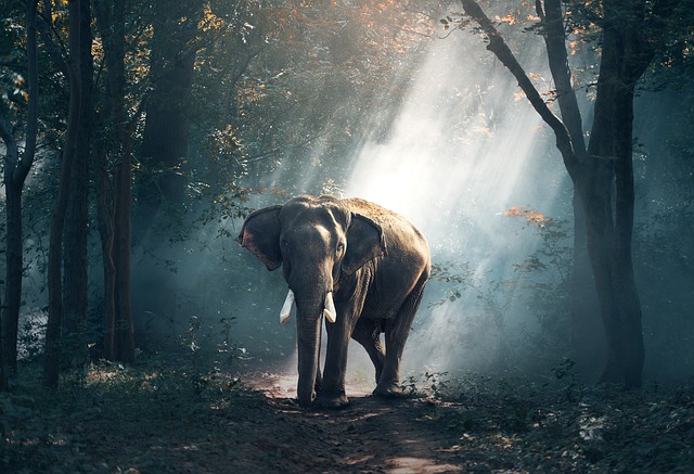 大象 树干 象牙 - 上的免费照片