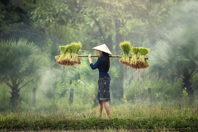 收获 缅甸 水稻种植 - 上的免费照片