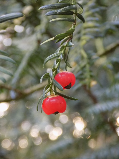 红豆杉 红色浆果 欧洲红豆杉 - 上的免费照片