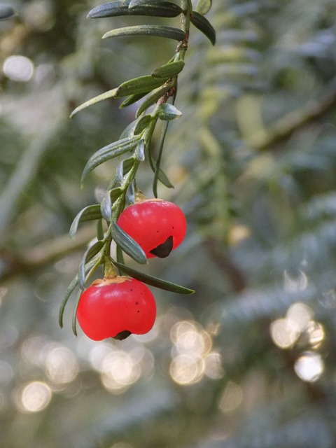 红豆杉 红色浆果 欧洲红豆杉 - 上的免费照片