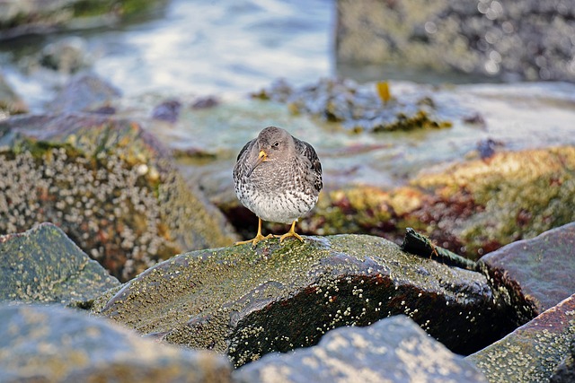 鸟类 鹬 北海 - 上的免费照片