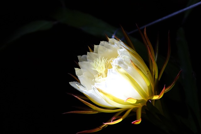 花 火龍果花 白色 - 上的免费照片