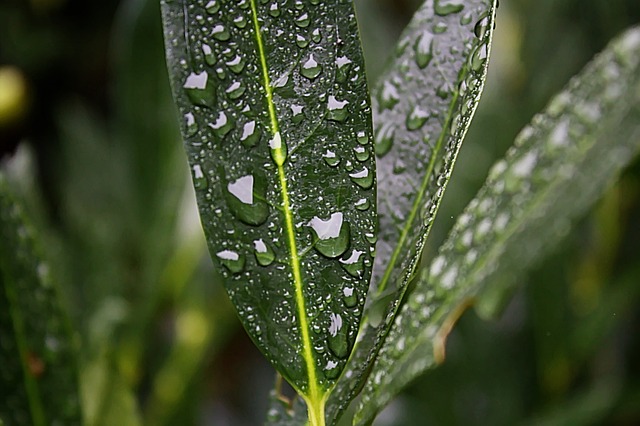 水 雨 降低 - 上的免费照片