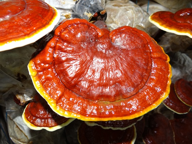 灵芝 药用蘑菇 - 上的免费照片