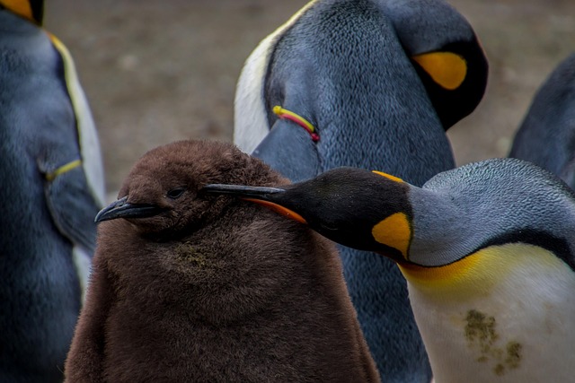 鸟类 企鹅 鸟类学 - 上的免费照片