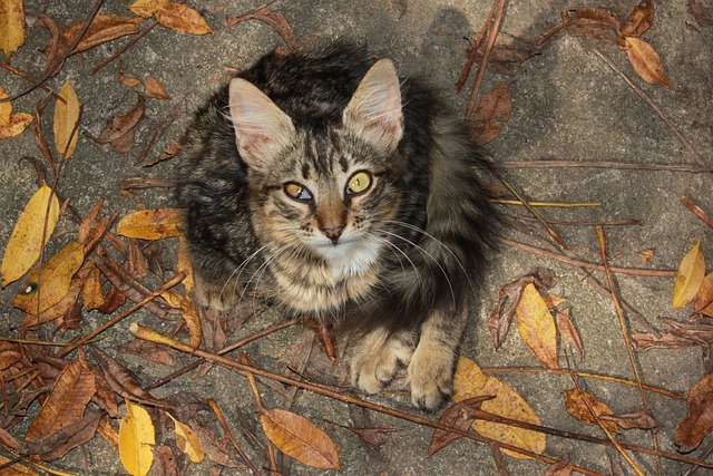 好奇 容貌 猫 - 上的免费照片