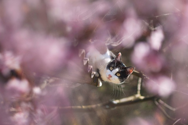 春天 猫 花朵 - 上的免费照片