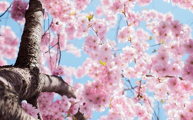 日本樱花 花朵 树 - 上的免费照片