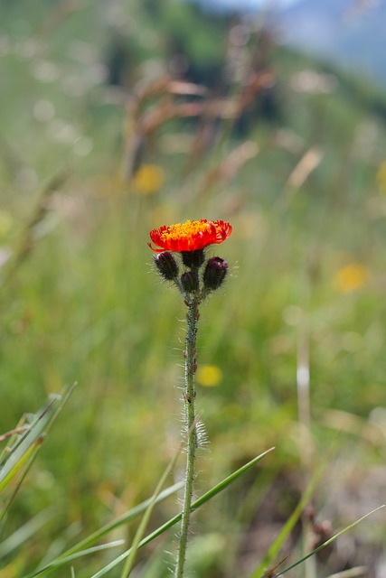橙红色Hawkweed 花 开花 - 上的免费照片
