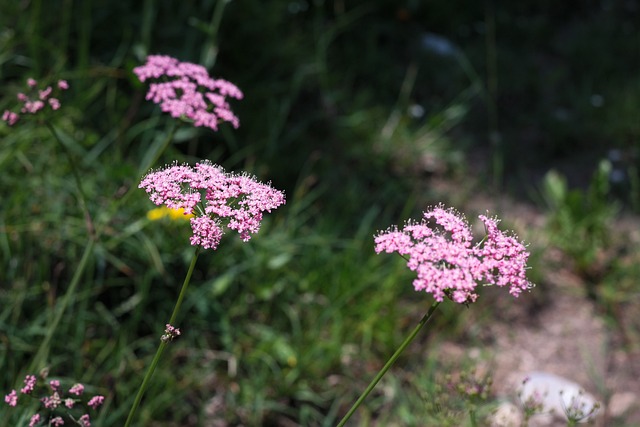 蓍草 花朵 开花 - 上的免费照片