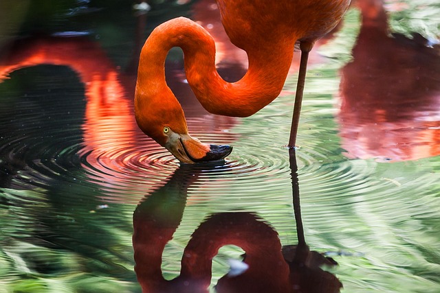 动物 火烈鸟 水 - 上的免费照片